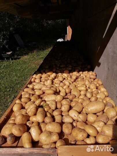 Картофель сорт скарб