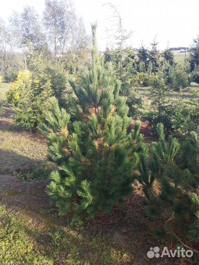 Кедр, кедры, сосна кедровая