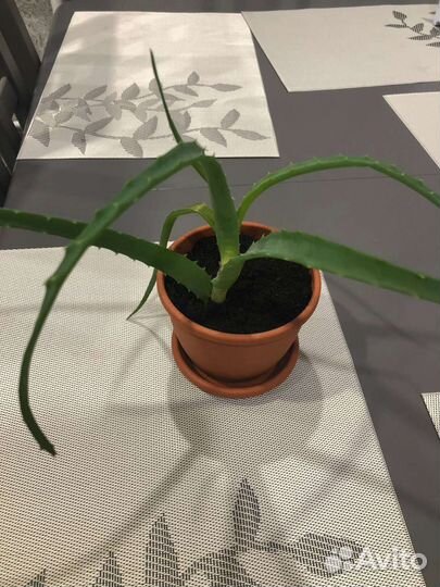 Алоэ лечебный