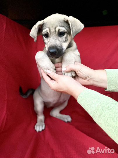 Щенки в добрые руки