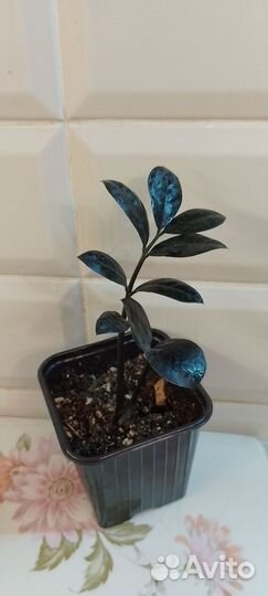 Замиакулькас черный Равен и Зензи