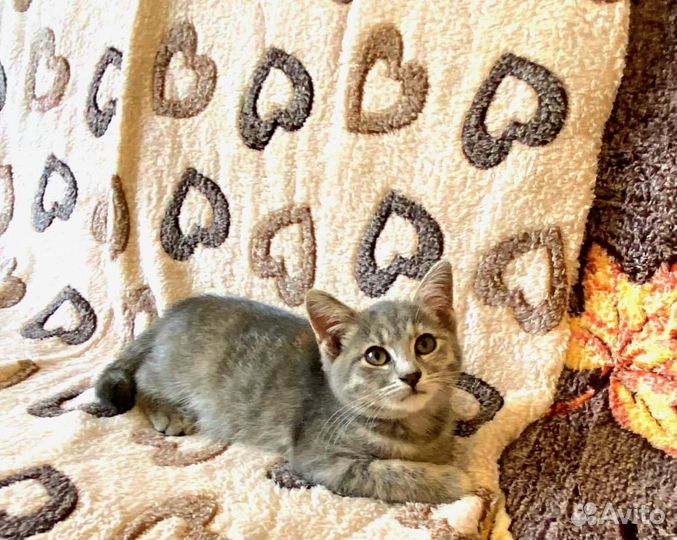 Ласковый котёнок Мышка в дар