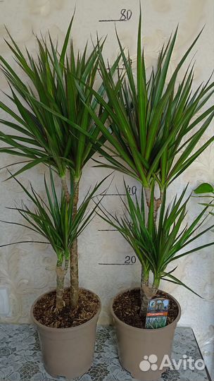 Драцены, Нефролепсис