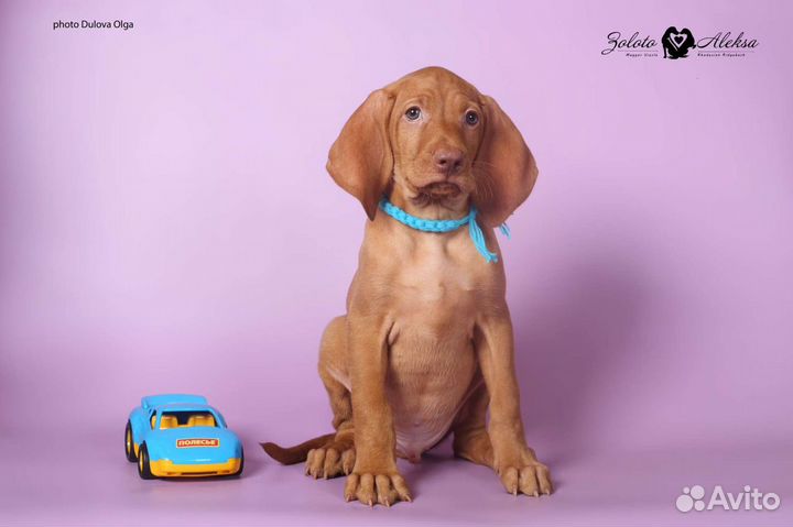 Малыши венгерской выжлы ожидают вас