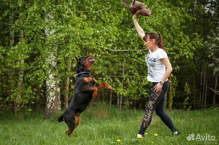 Передержка собак