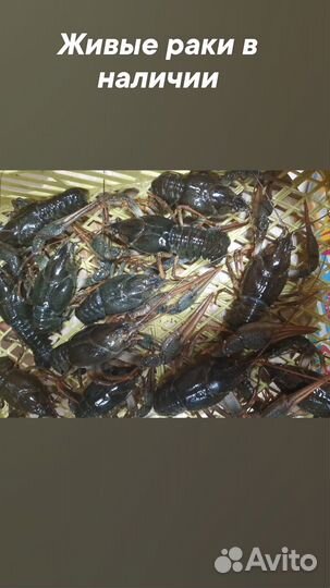 Живые раки