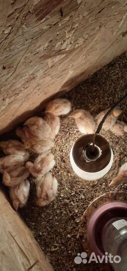 Перепелята 3недельные