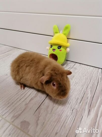 Тедди Девочка