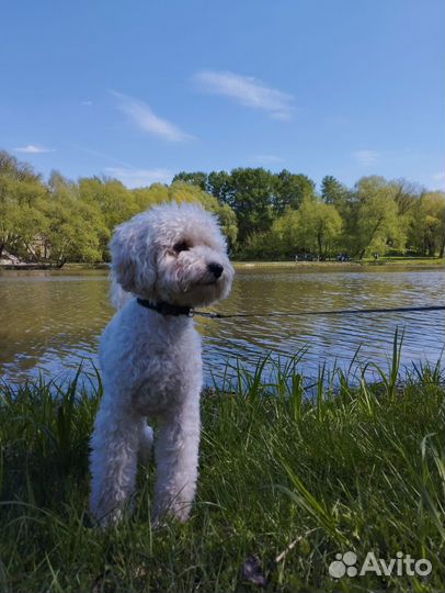 Мальтезе вязка