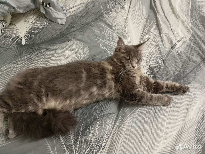 Котята мейн-кун
