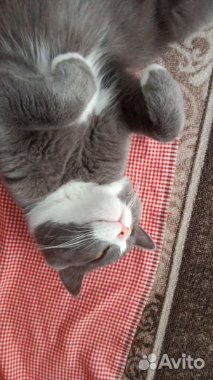 Отдам бесплатно