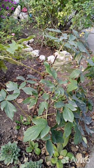 Пион древовидный