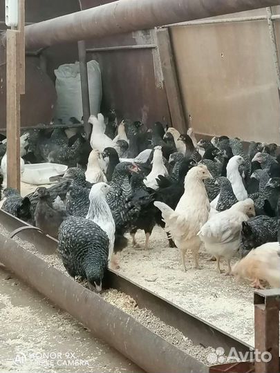 Доминант куры