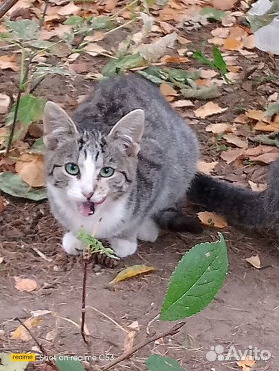 Бесплатно, Отдам в добрые руки котят