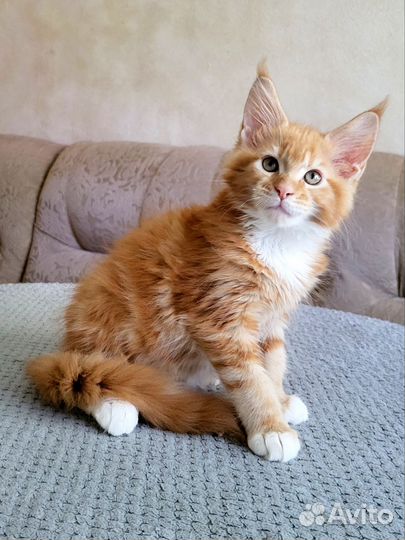 Котята мейн-кун