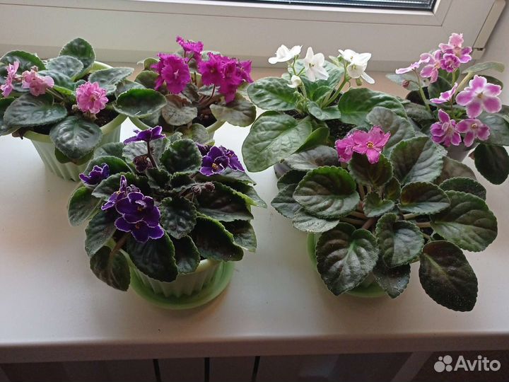 Цветы фиалки и бегония