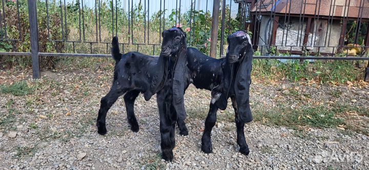 Козы Камори