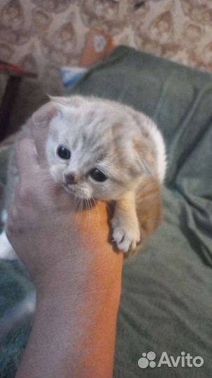 Шотландская