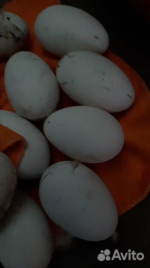 Яйцо инкубационное