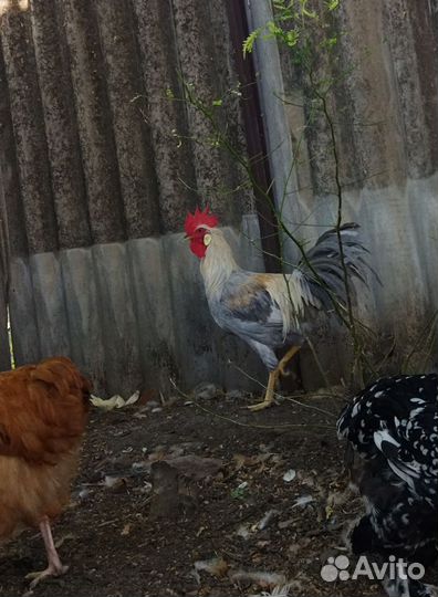 Петухи Орпингтон, Леггорн