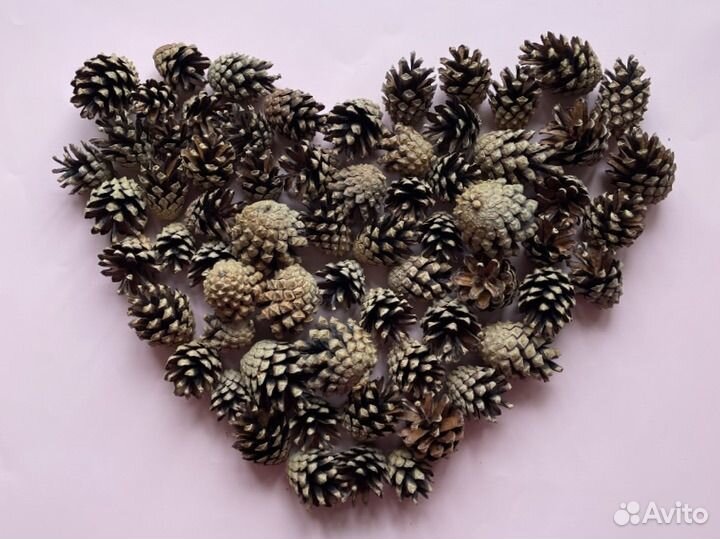 Шишки сосновые
