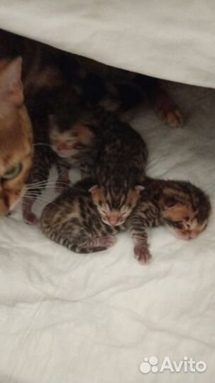 Бенгальская