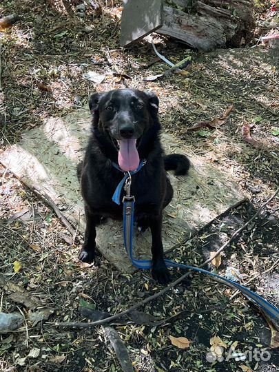 Лучшая собака лучшему человеку