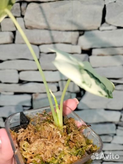 Алоказия фрайдек вар