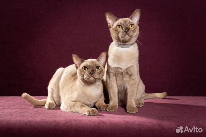 Котята бурмы