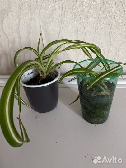 Хлорофитум Бонни (кудрявый)