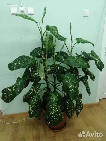 Диффенбахия