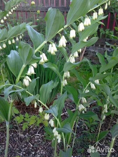 Саженцы садовых цветов