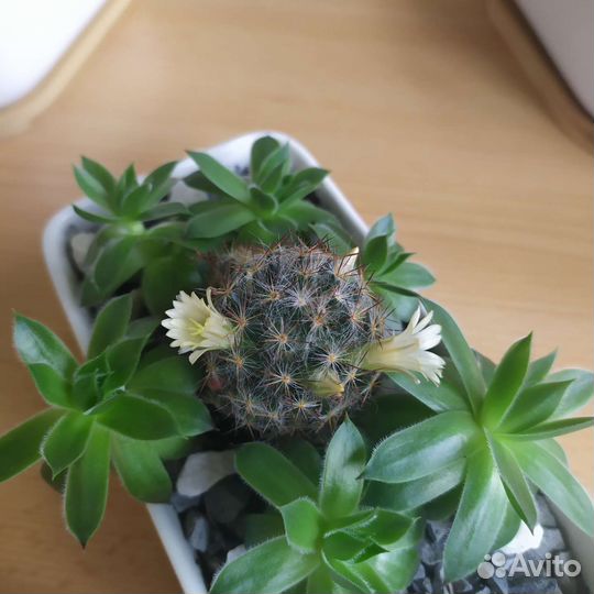Кактусы и суккуленты