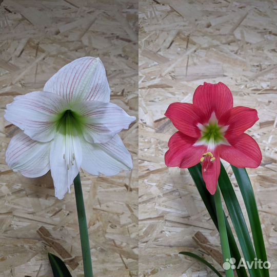 Семена гиппеаструма