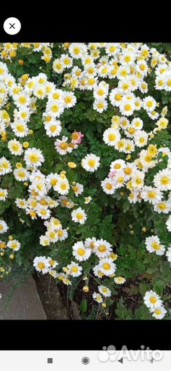 Хризантема садовая(дубочки)