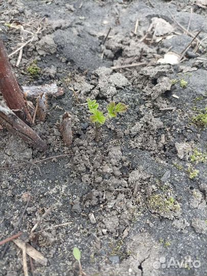 Красная малина и желтая