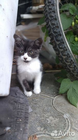 Котята в дар