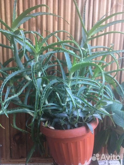 Аихризон и др