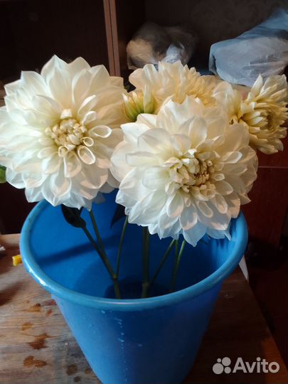 Георгины клубни