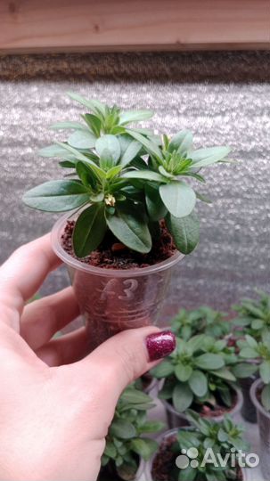 Вегетативная калибрахоа рассада