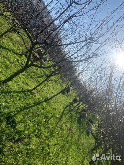 Ярки с ягнятами