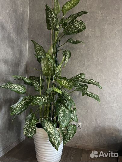 Диффенбахия