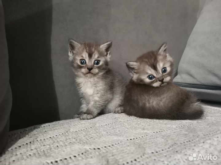 Шотландские