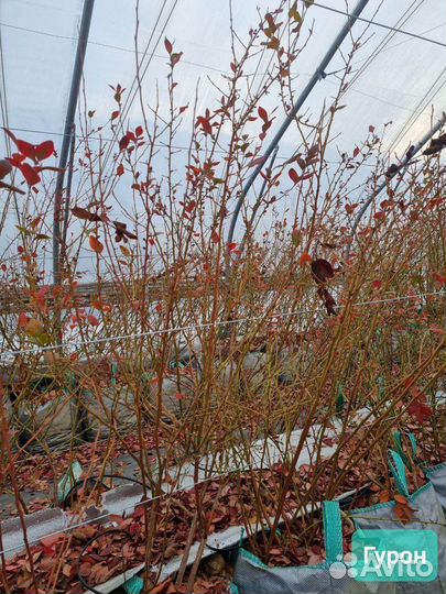 Саженцы клубники,малины,ежевики,голубики