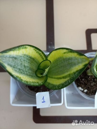 Сансевиерия ханни