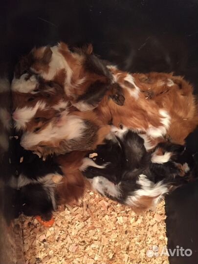 Продаются шикарные перуанские и ангорские морские