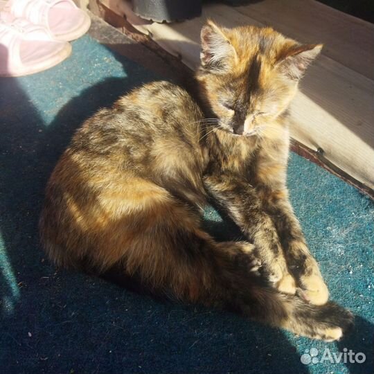 Кошечки котятки