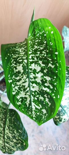 Диффенбахия, Бегония Бауэра