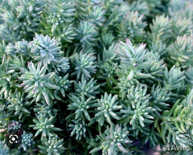 Почвопокровные суккуленты.Очиток скальный и белый