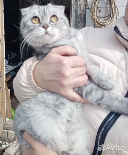 Кошка и кот